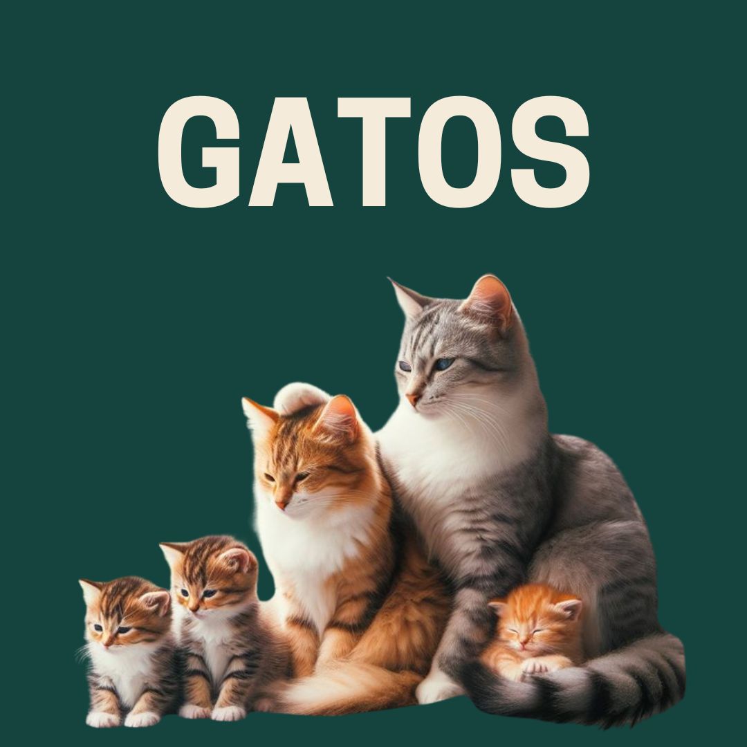 Gato